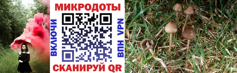 Псилоцибиновые грибы ЛСД  МЕГА маркетплейс  Ковдор 